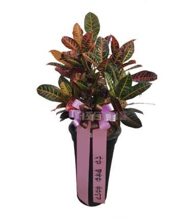 크로톤1