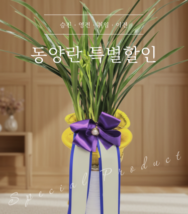 동양란(특가)